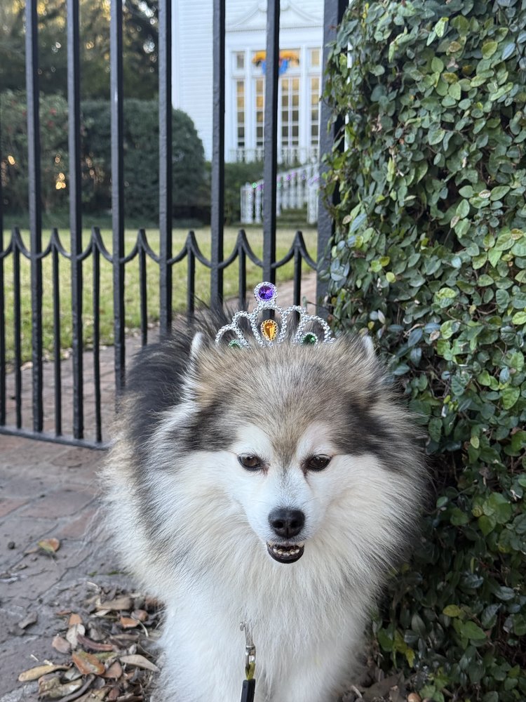 Roy wearing his tiara